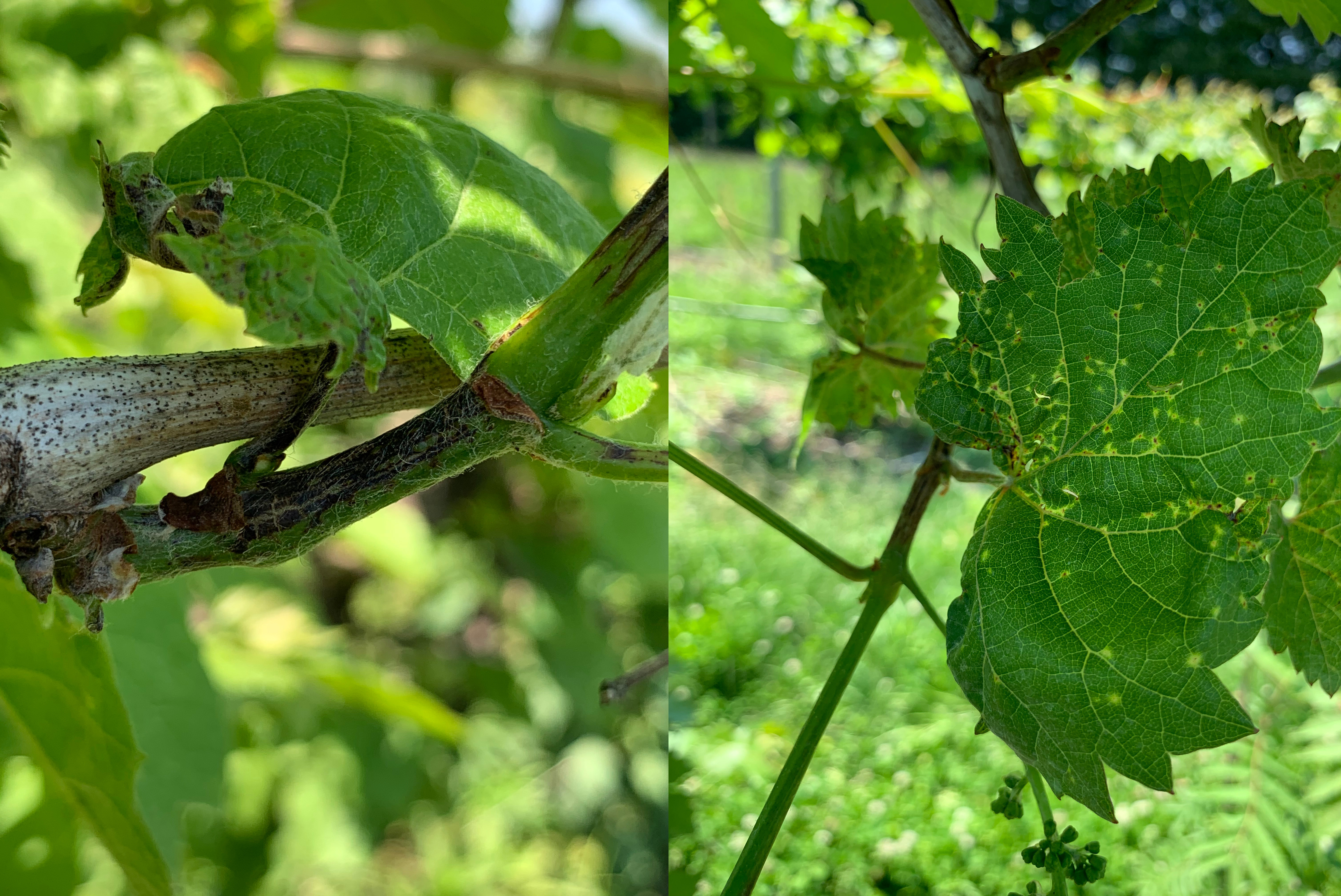 A shoot and leaves infected with phomopsis cane and leaf spot